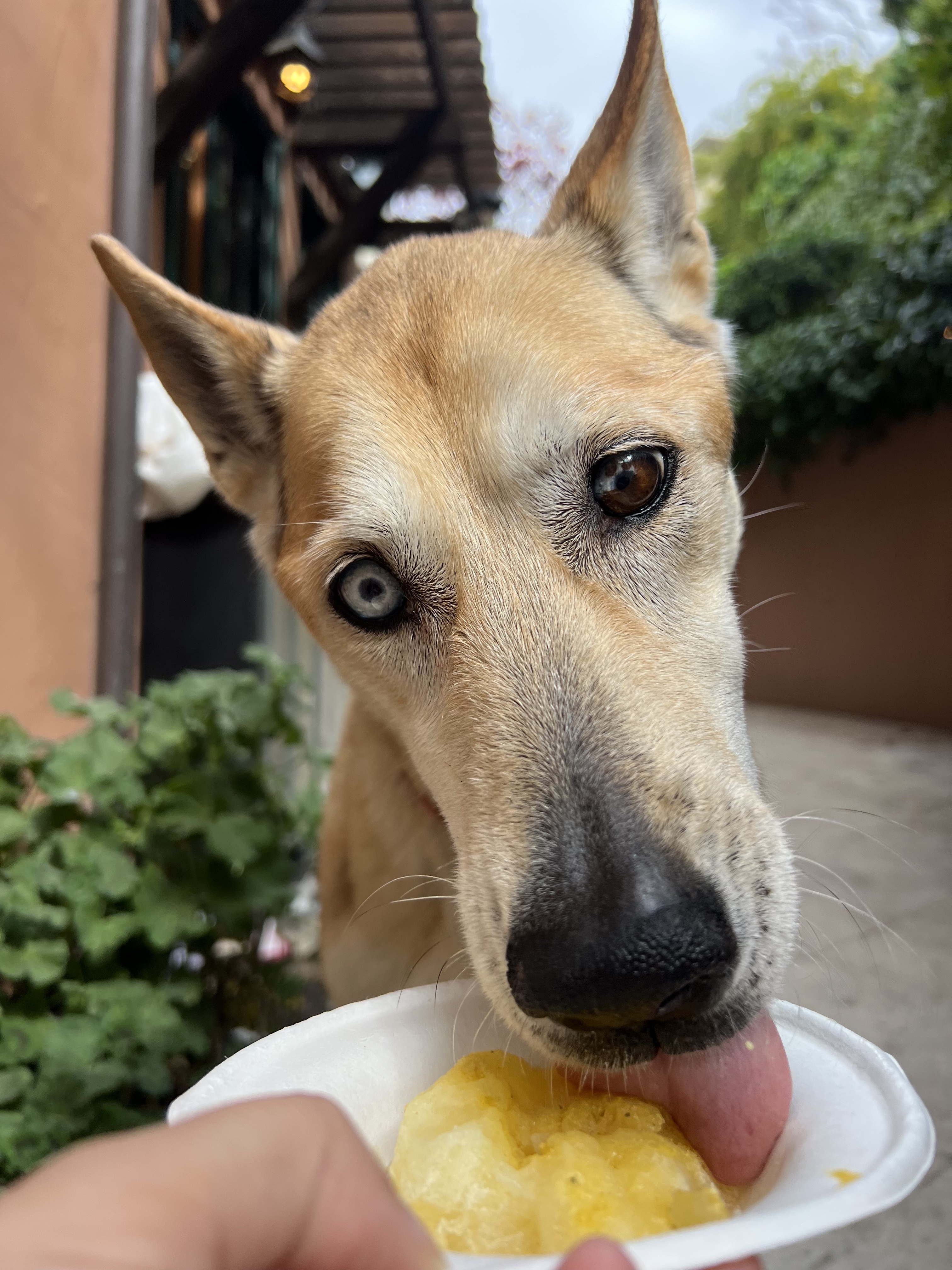 Dog eating a doggy shave ice